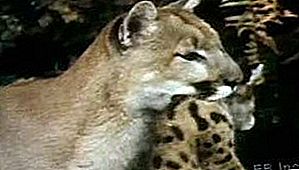 Spesies mamalia Puma