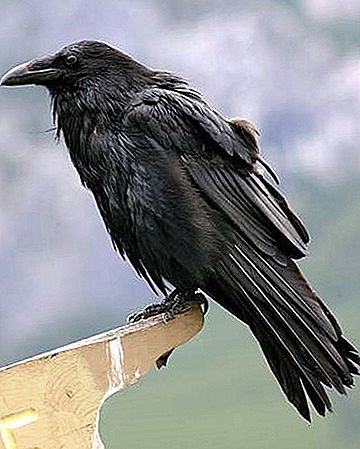 Pássaro corvo