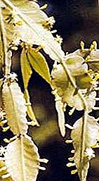 Rod rostliny Rhipsalis
