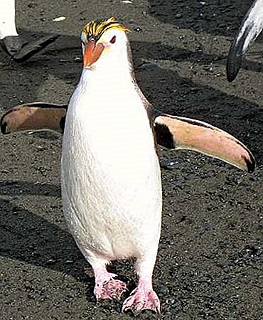 Uccello reale pinguino