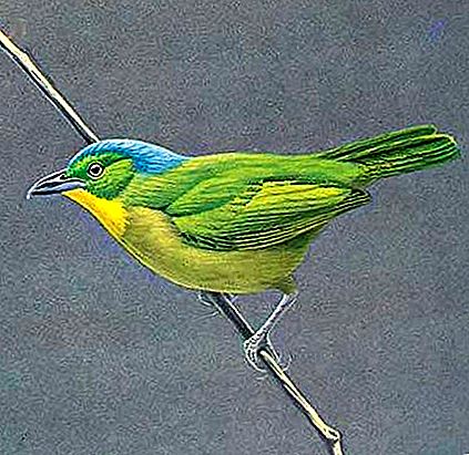 Vták Shrike-vireo