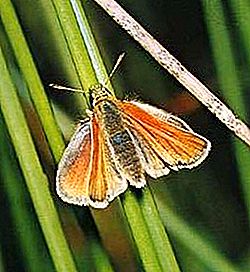 Skipper lepidopteran pamilya