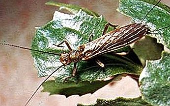 Stonefly insect