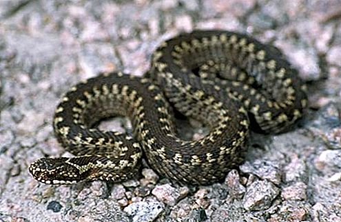 Viper orm