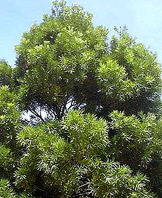 イエローウッドの木、属Podocarpus