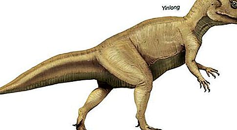 Dinossauro Yinlong
