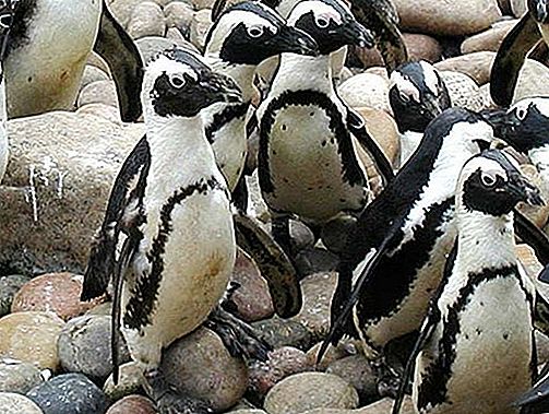 Burung penguin Afrika