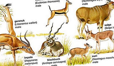 Antelope zoogdier