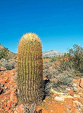 Beczkowata kaktusowa roślina