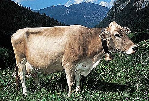 ブラウンスイス品種の牛