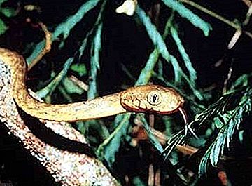 Reptil zmija smeđe drveće