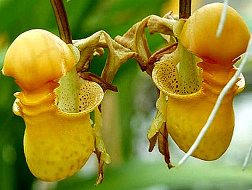 Planta d’orquídies de galleda