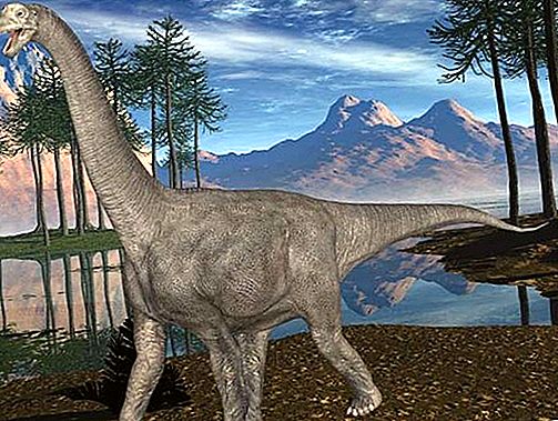 Camarasaurus恐龙