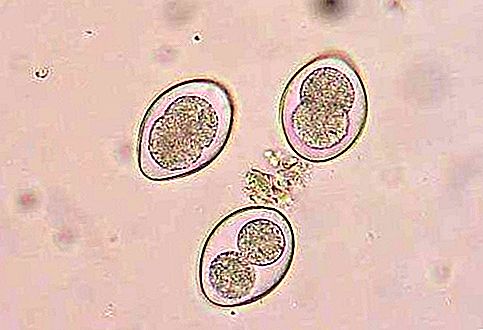 Protozoa Coccidium