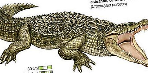 ترتيب الزواحف التمساح ، Crocodylia
