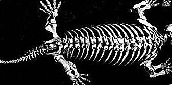 Diadectes genre animal fossile