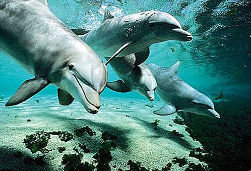 Delfinų žinduolis