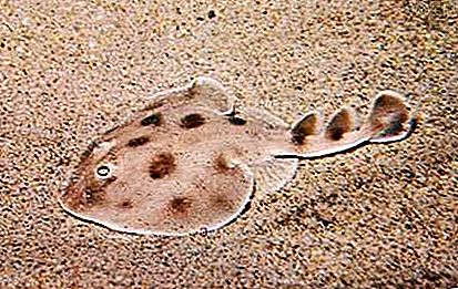 Electric ray vis