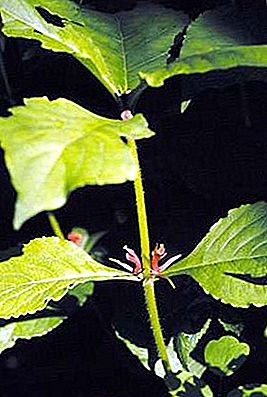 Feverwort rostlina