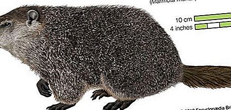 Roedor de marmota