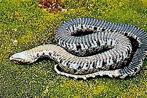 Serpent reptile Hognose, genre Heterodon