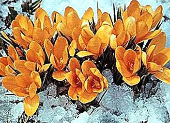 Porodica biljaka Iridaceae