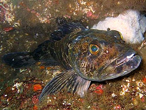 Lingcod fisk