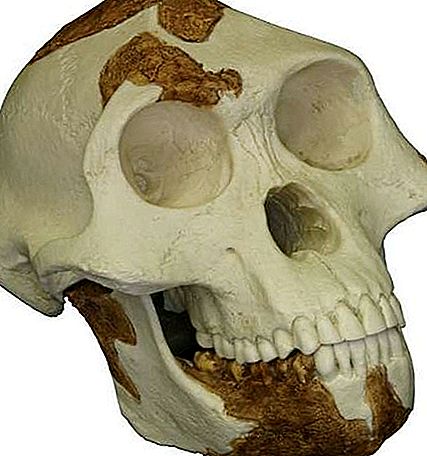 Lucy fosilní hominin