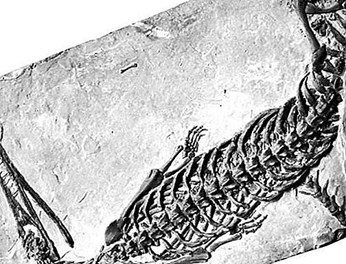 Genre de reptile fossile Mesosaurus