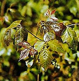 Trująca roślina bluszczu