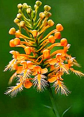 Planta de orquídea Rein, gênero Platanthera