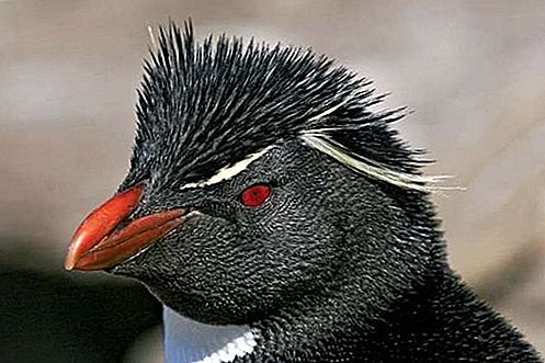 Rockhopper-pingvinfugl