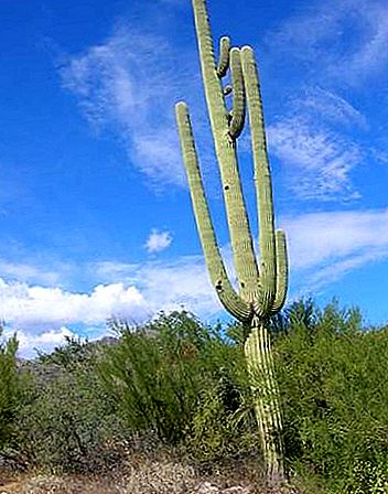 Rastlina Saguaro
