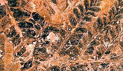 Seed fern fossil växt