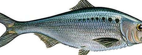Pesce Shad, famiglia Clupeidae