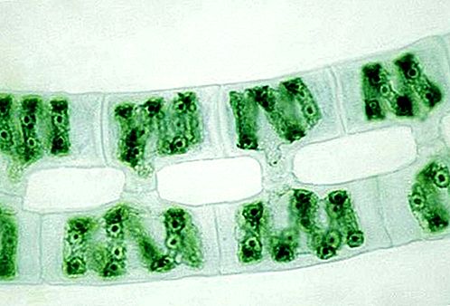 Alga verde Spirogyra