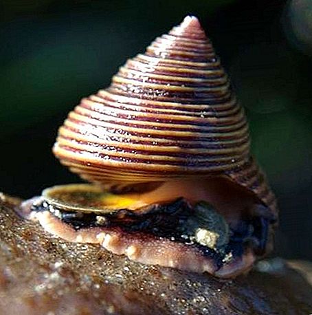 Nangungunang pamilya na gastropod