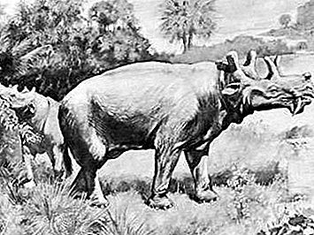 ฟอสซิลสัตว์เลี้ยงลูกด้วยนมชนิด Uintatherium
