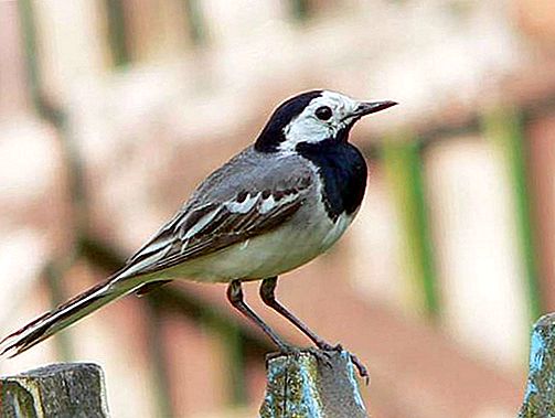 Wagtail madár