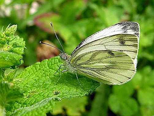 Insecte de papallona blanca