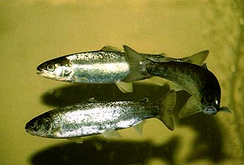 Poisson saumon atlantique
