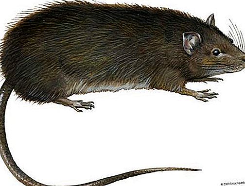 Glodalci podgane z dolgimi nogami