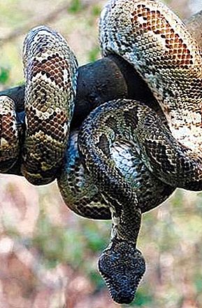 Boa constrictor slange