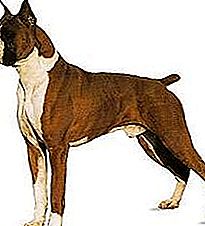 Boxer hondenras