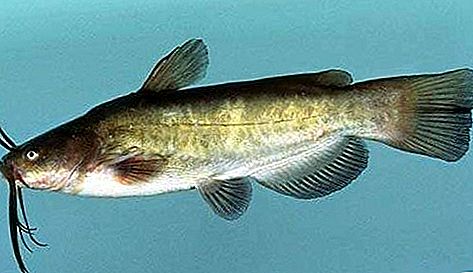 Bullhead yayın balığı