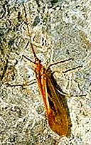 Caddisfly Insekt