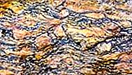 صخرة Cataclastite