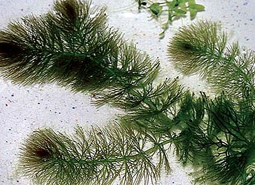 角藻植物订单