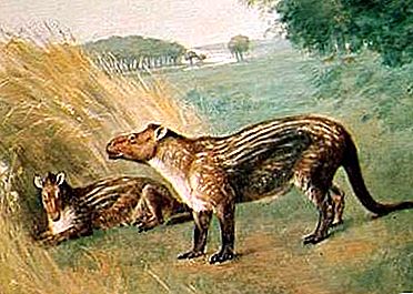 顆状化石の哺乳類グループ
