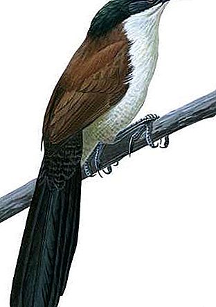Coucal vogel